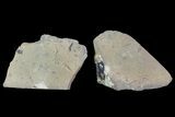 Lot: Unprepared Trilobites From Morocco (Zlichovaspis, Reedops?) #101607-12